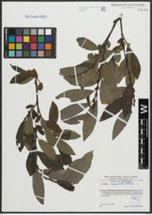 Foto von Salix appendiculata Vill.